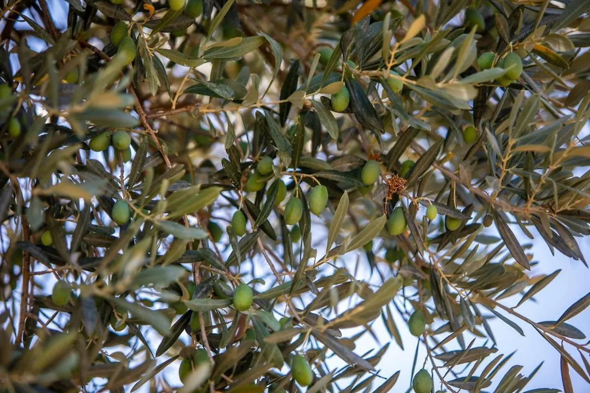 Finca Rural Es Pujol Soller 0*,