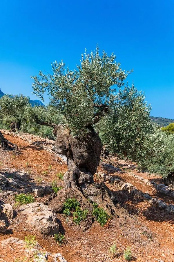 Holiday home Finca Rural Es Pujol Soller